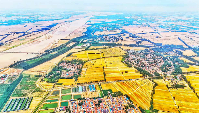 惠民县魏集镇:黄河两岸大地流金-县区-滨州网